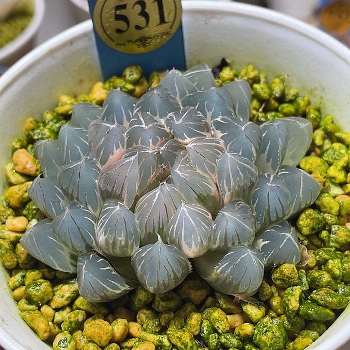 531白锦糊斑霓虹灯锦