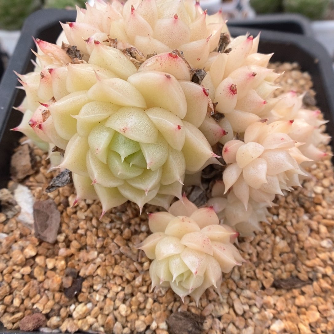 油透麦秆群生503号。  