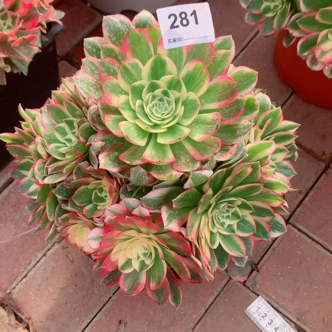 281海仙法师多肉植物