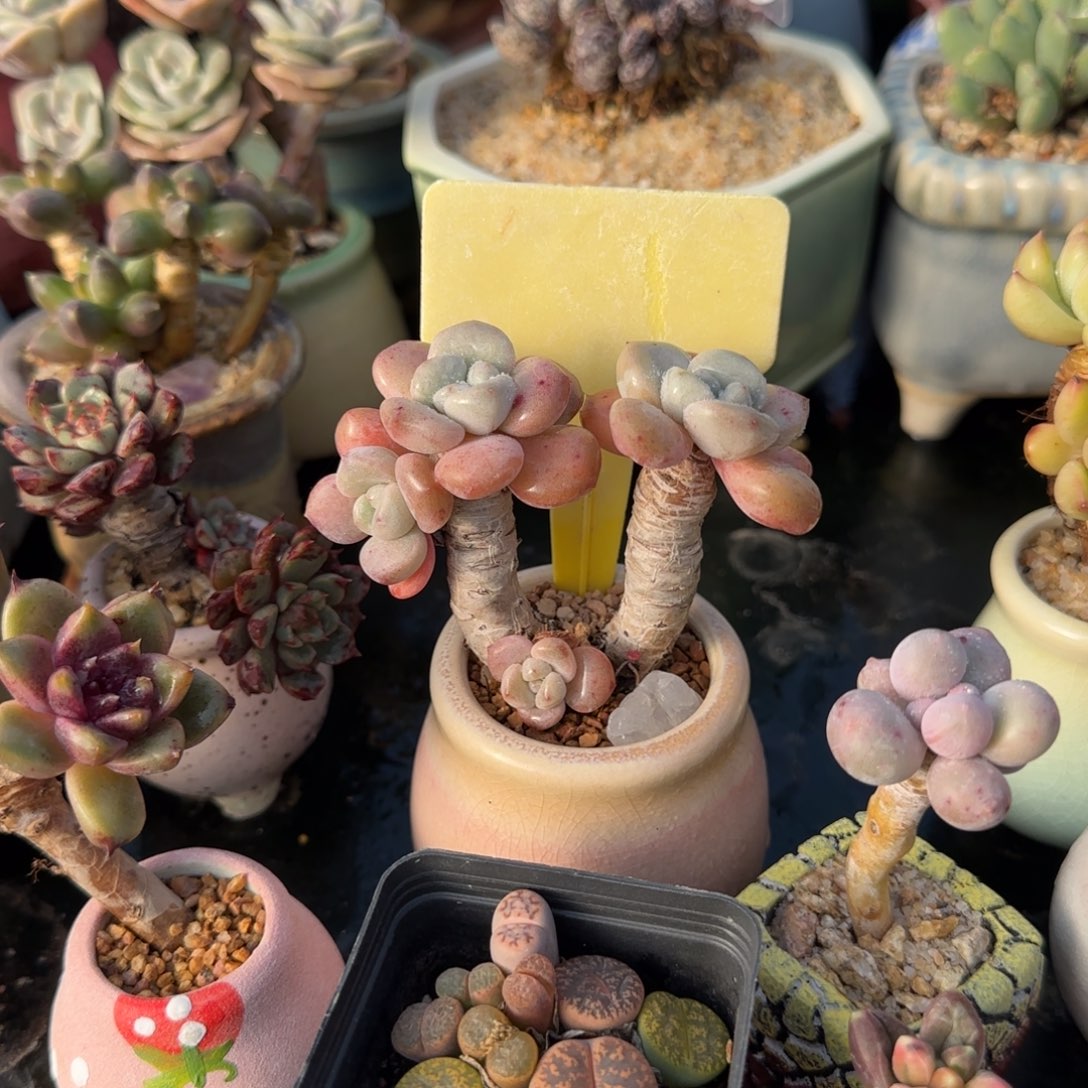 乘***️多肉植物花瓣露老庄