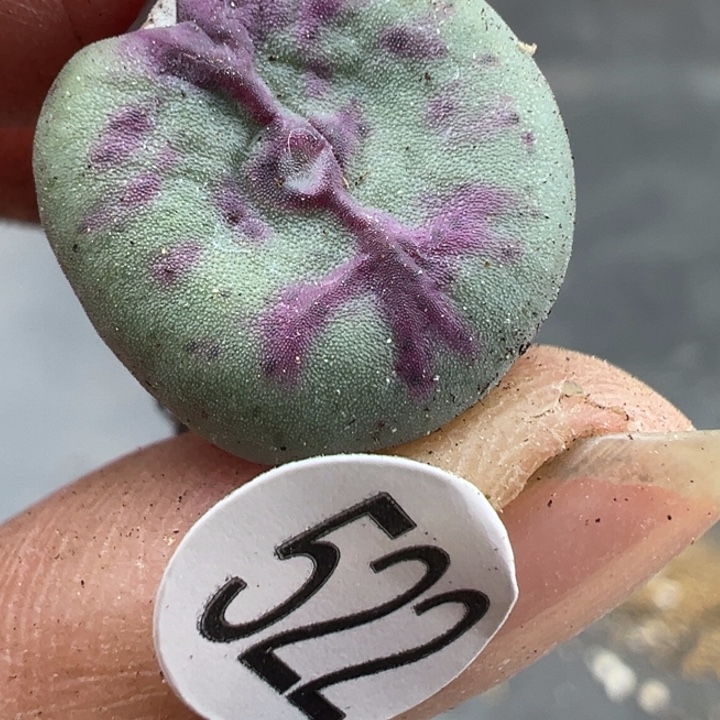 522号11111111111111111