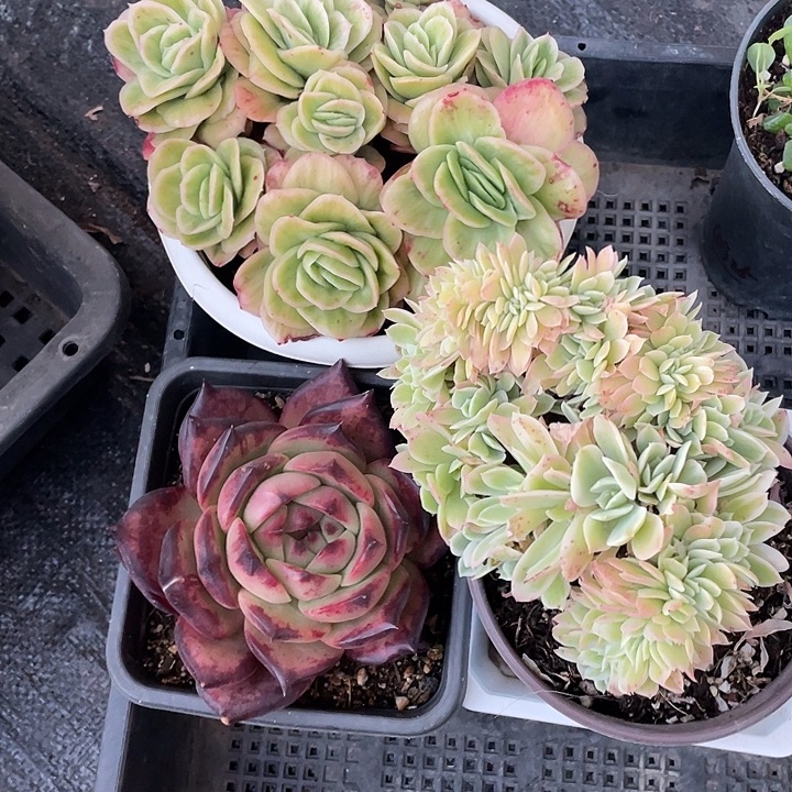 *****三个精品多肉带盆发货