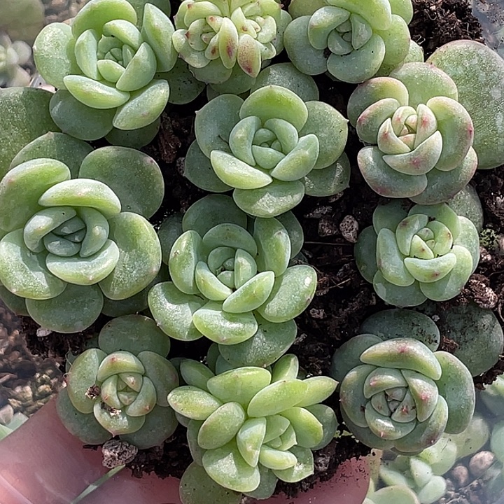 溺***毛OTO多肉切糕优选dy2297