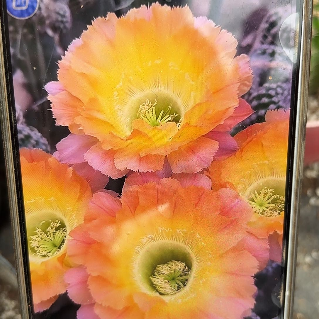16-38阳光有根20包邮4-5公分