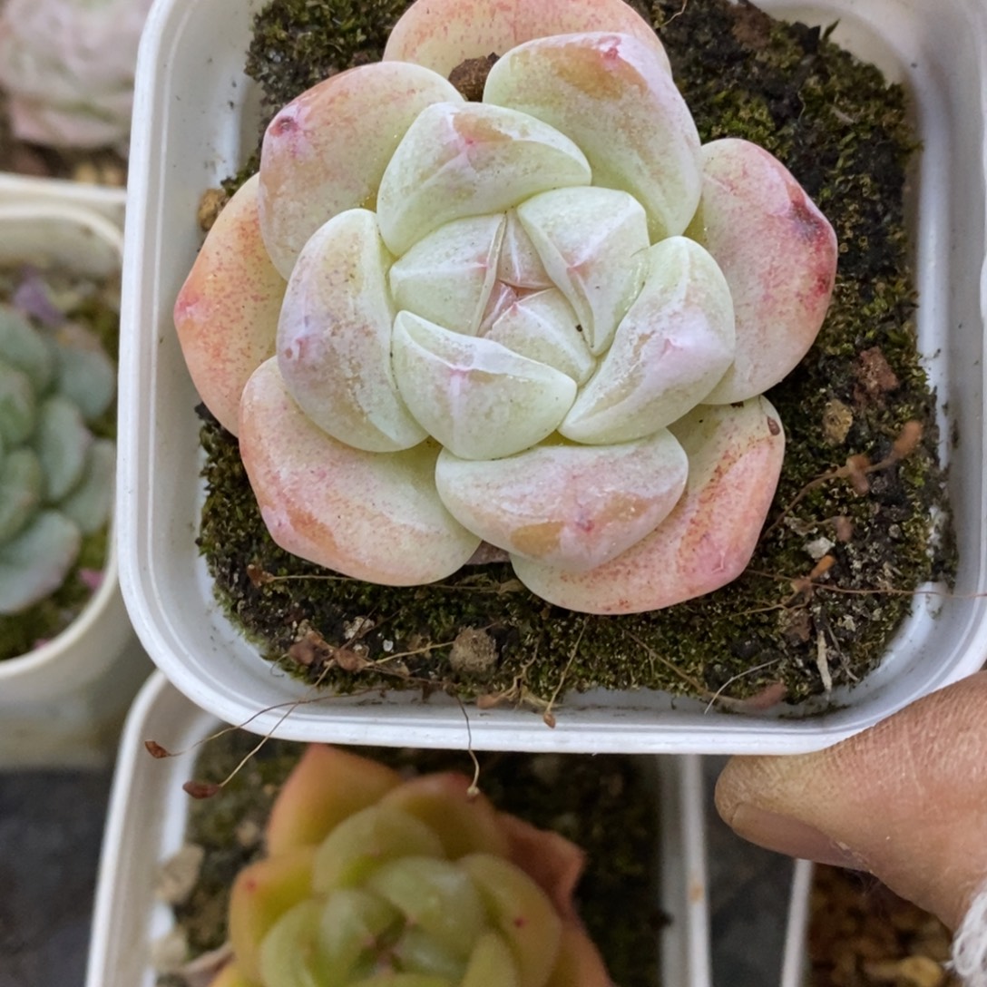 精品多肉一物拍不包整26