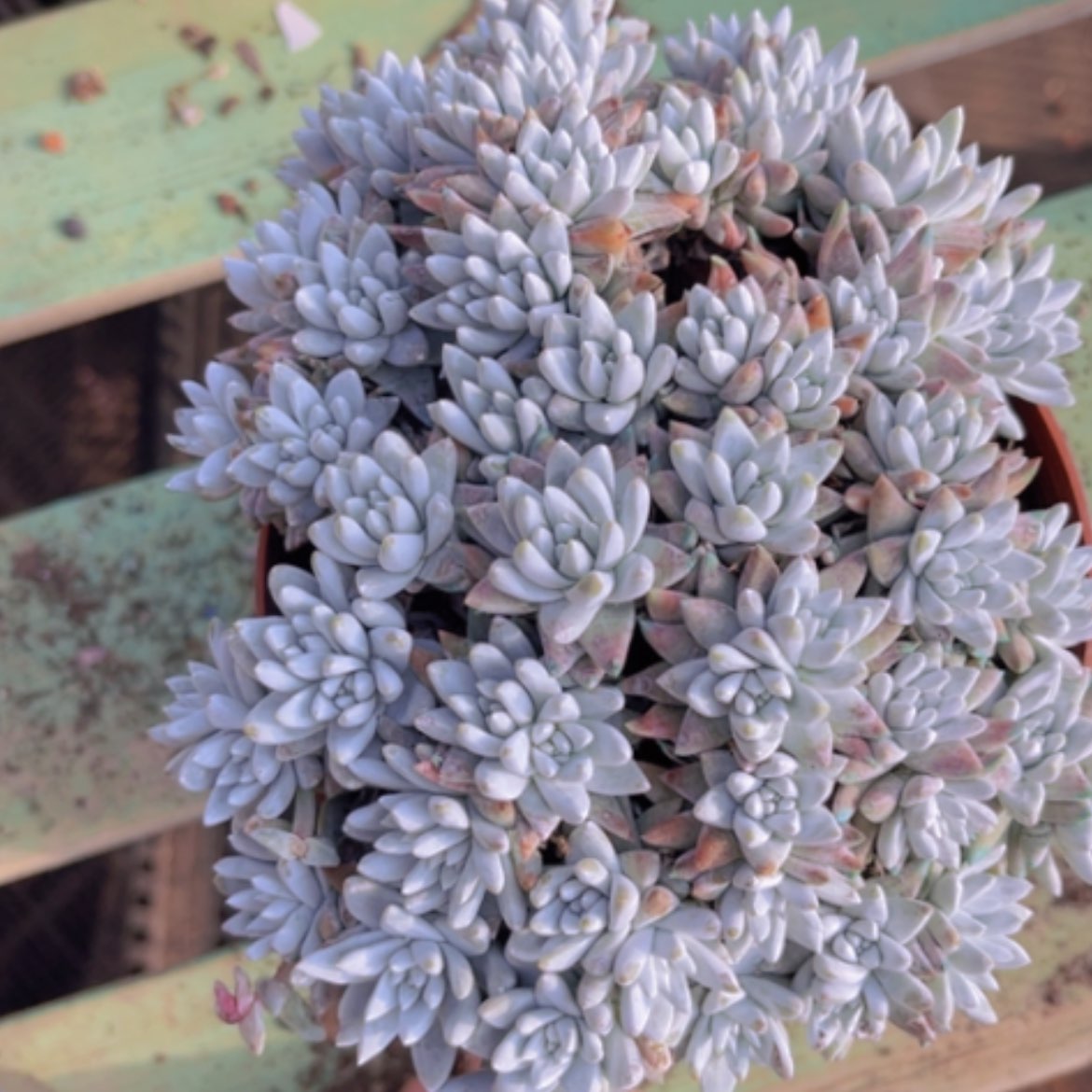 【闪购商品】白菊08269