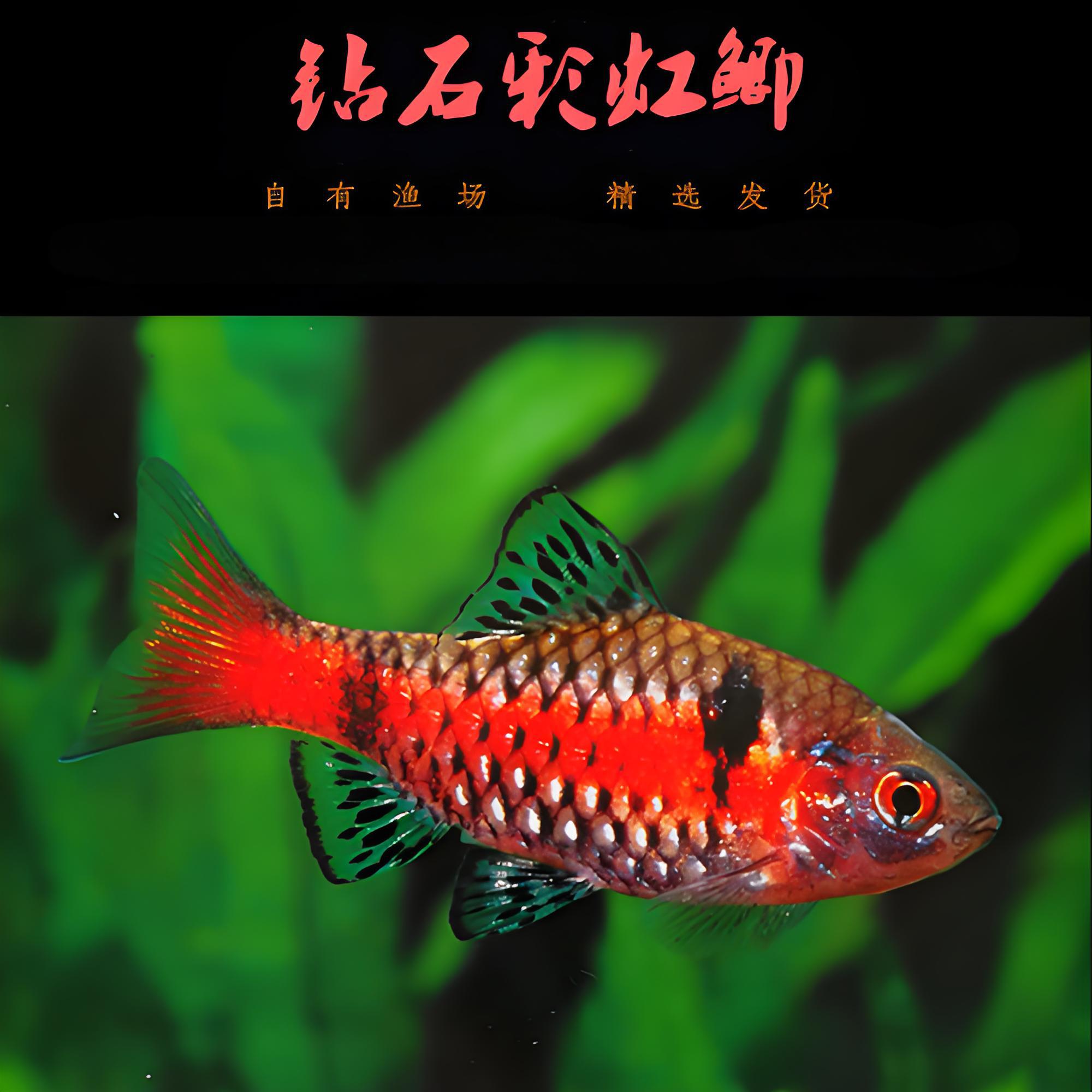 包邮不包损 钻石彩虹鲫一条 练手鱼