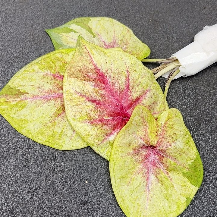 129-0614处女座现货发