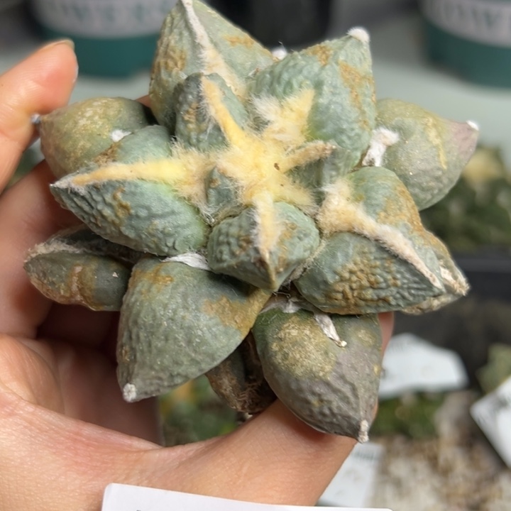 11 脱土带根发货