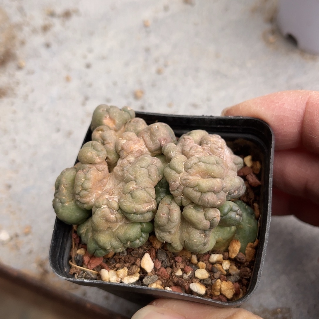 象牙缀化仙人球一物一拍