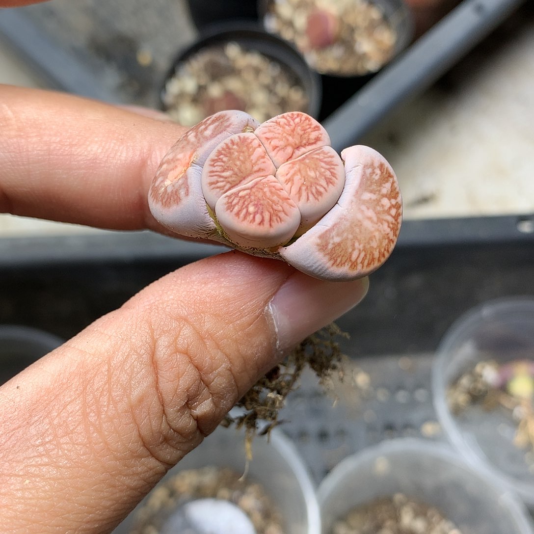 Y92多肉植物保护