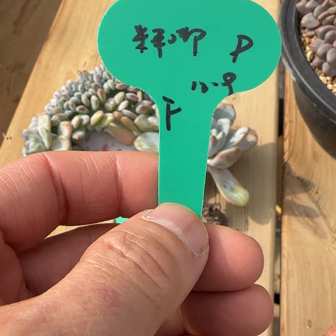 胡***角米米嘟盆子发货多肉418