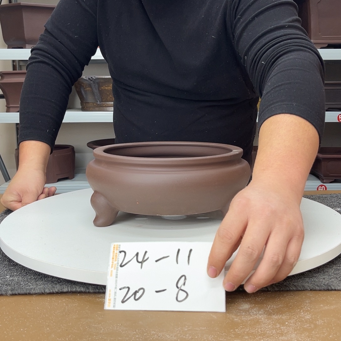 花盆紫砂早早的睡