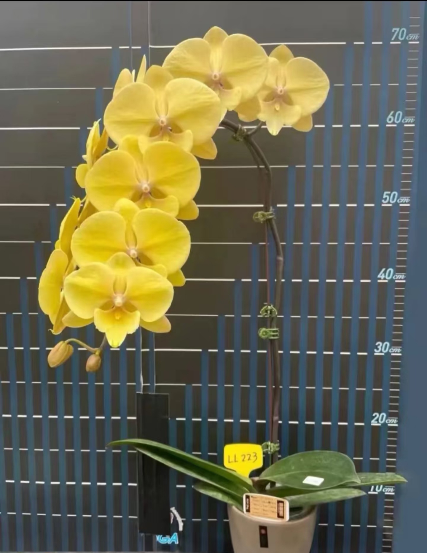 金龙蝴蝶兰3.0寸杯（刚出梗）壮根黄色大舌头大花