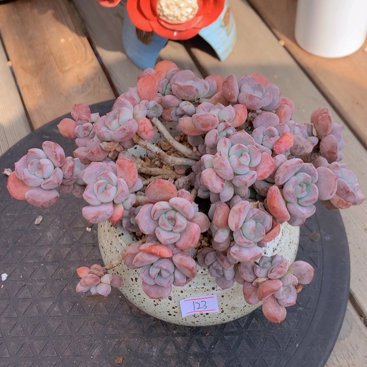 一物一拍脱土洛根发货123