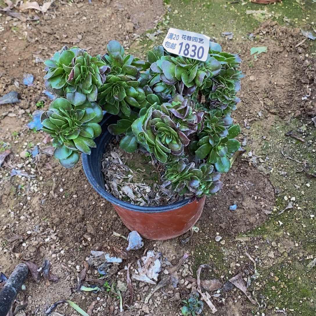 1830 号一物一拍多肉植物