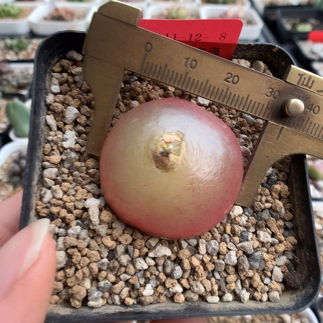 11-12-8 母本灯泡一颗