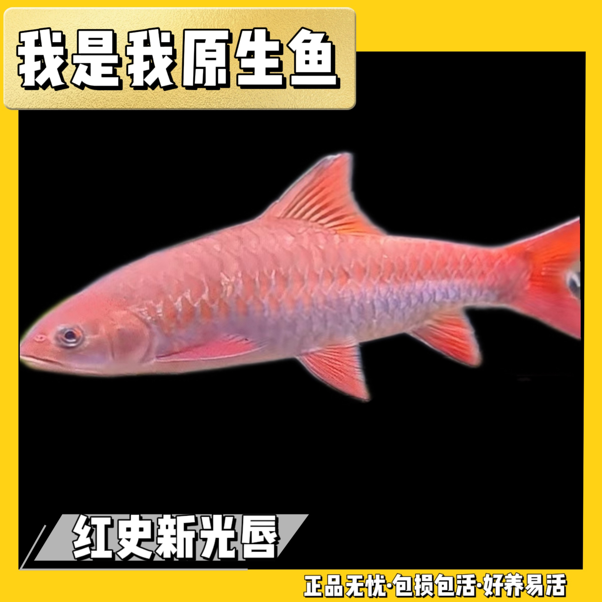 红史新光唇 红色史氏 活体观赏鱼