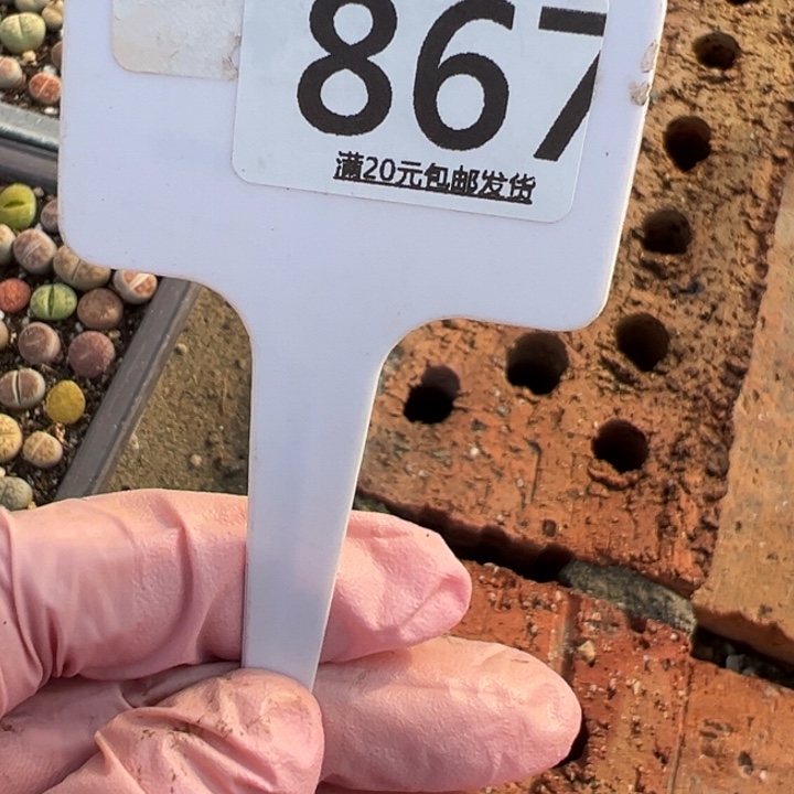 初***琪生石花等植物的生长发育867