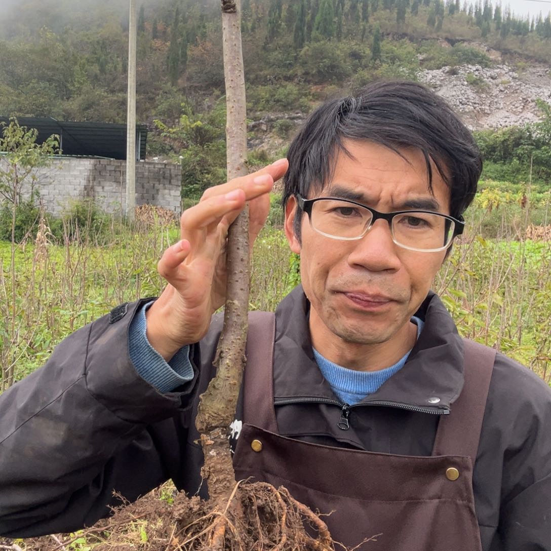 当前无花栽培后可以开花1不包活