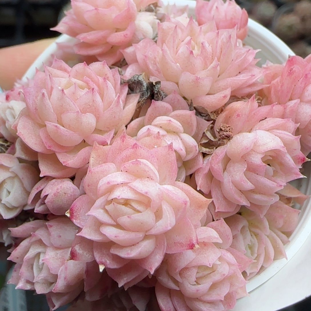 花语逸镜0226-430散