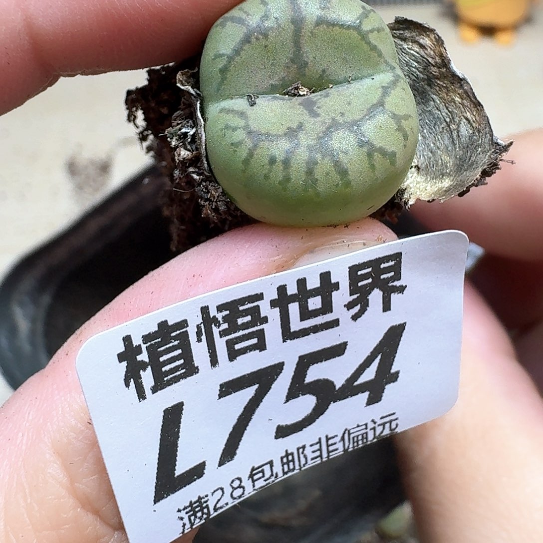 多肉植物的人在fg