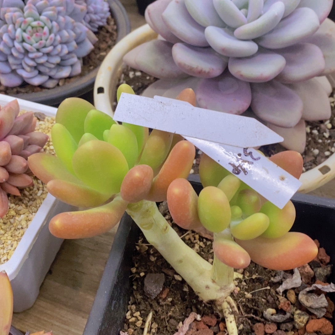 开心多肉，福利专场