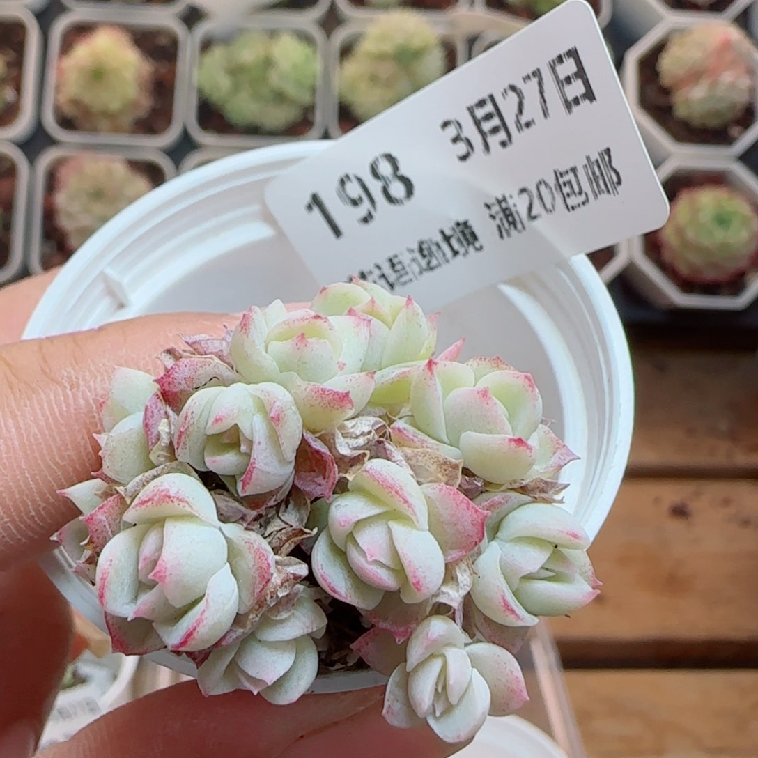 花语逸镜0327-198