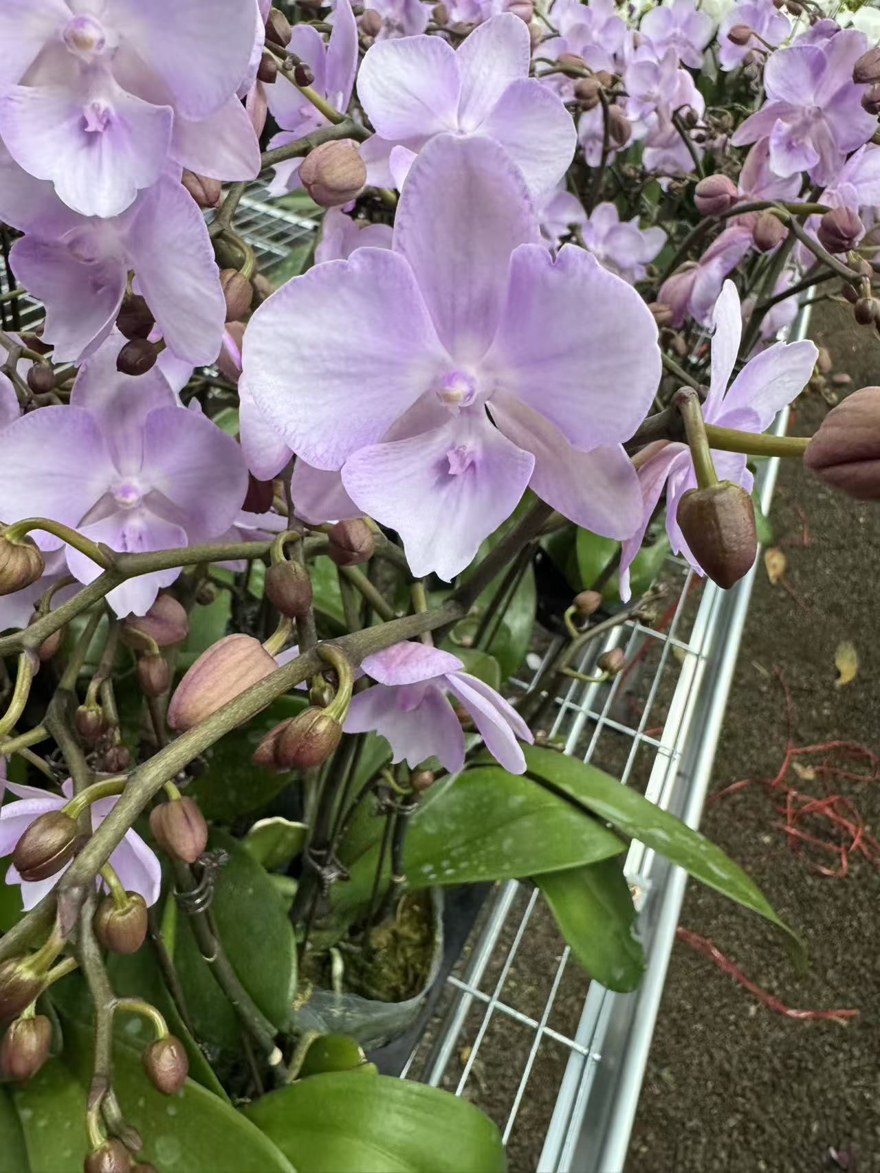 花之恋【神仙姐姐】蝴蝶兰鲜花