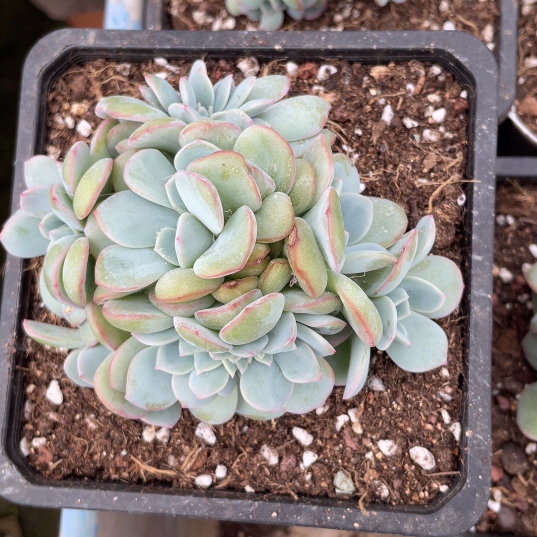 泡芙捧花缀多肉植物88