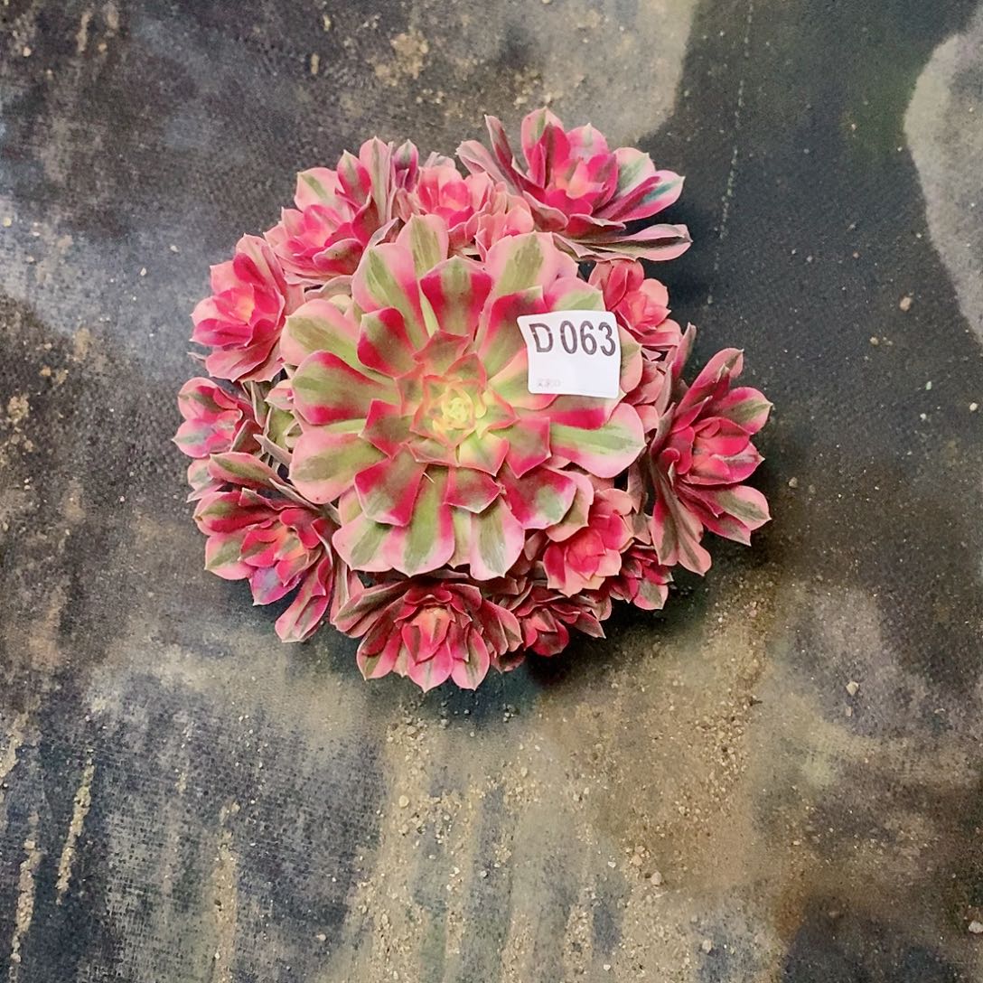 心***素粉女巫063多111111