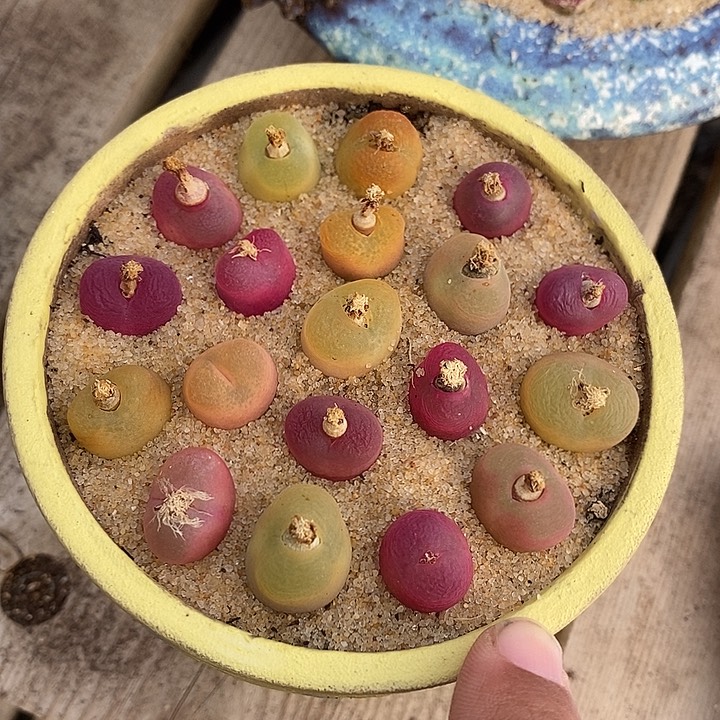 26536彩色样本一盆