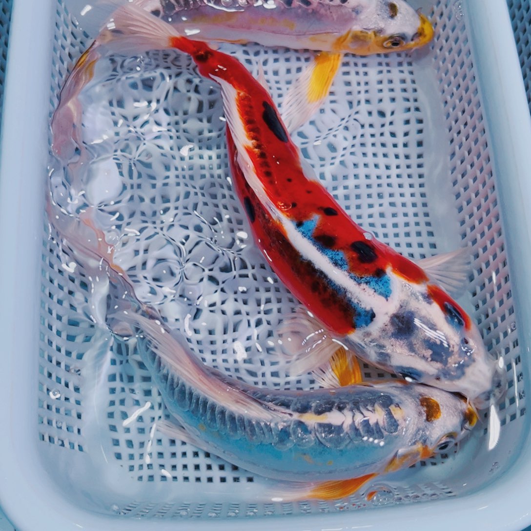 锦鲤锦鲤冷水鱼观赏121