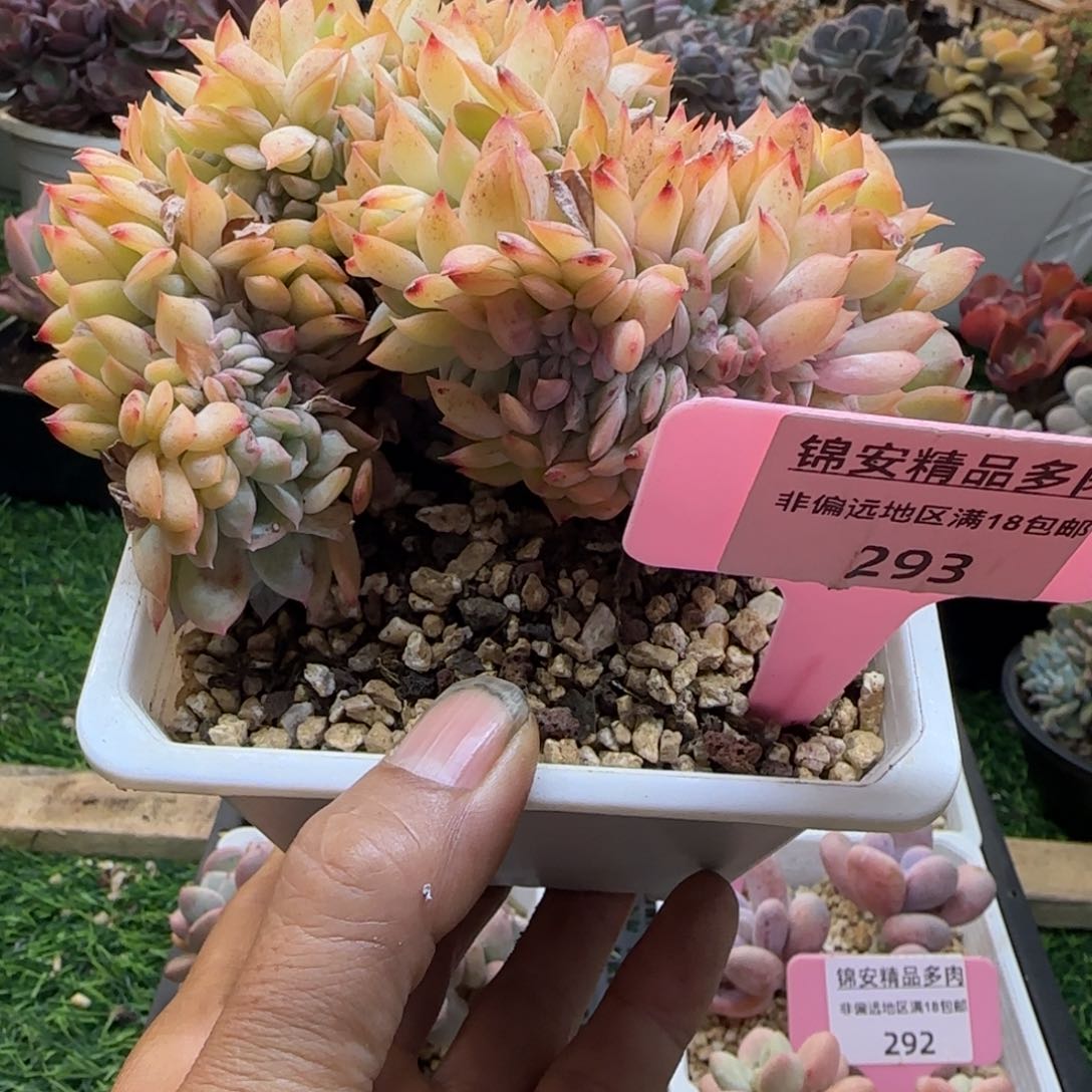 锦安精品多肉植物293