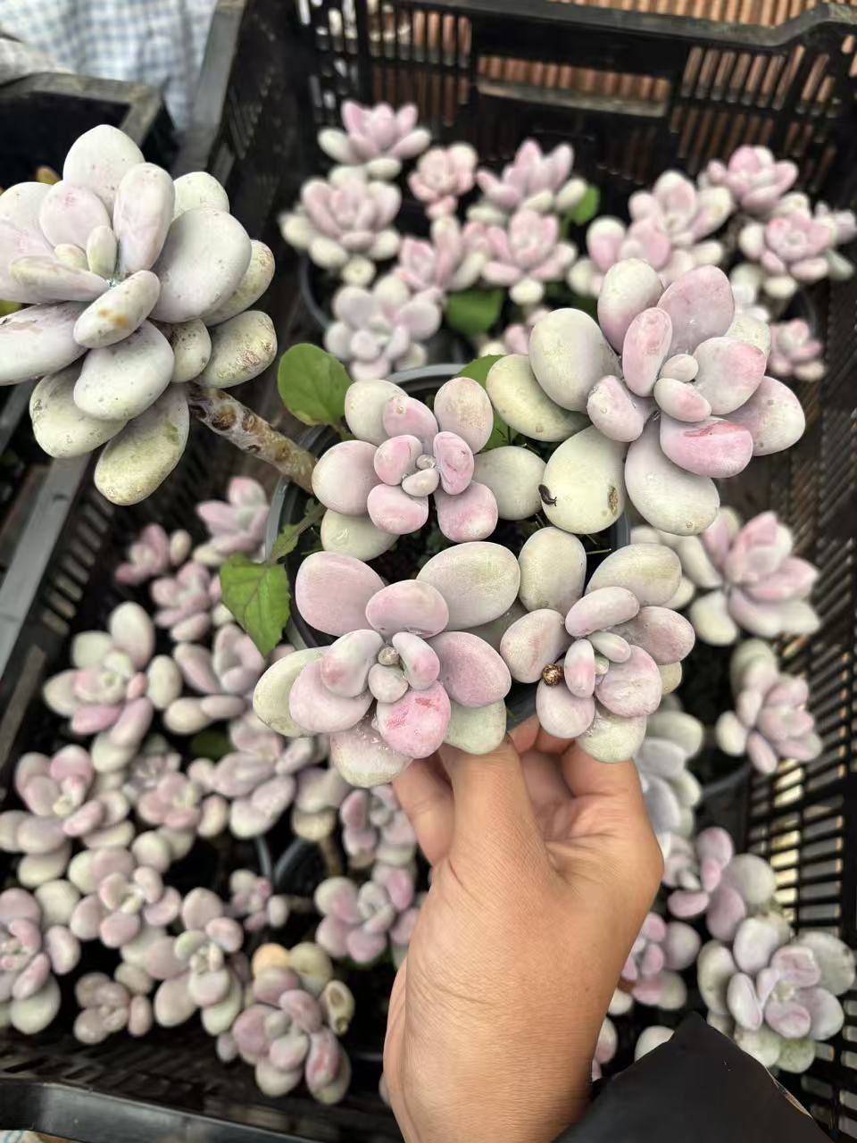 桃蛋老桩多肉新手好养 带盆带土 一单包邮