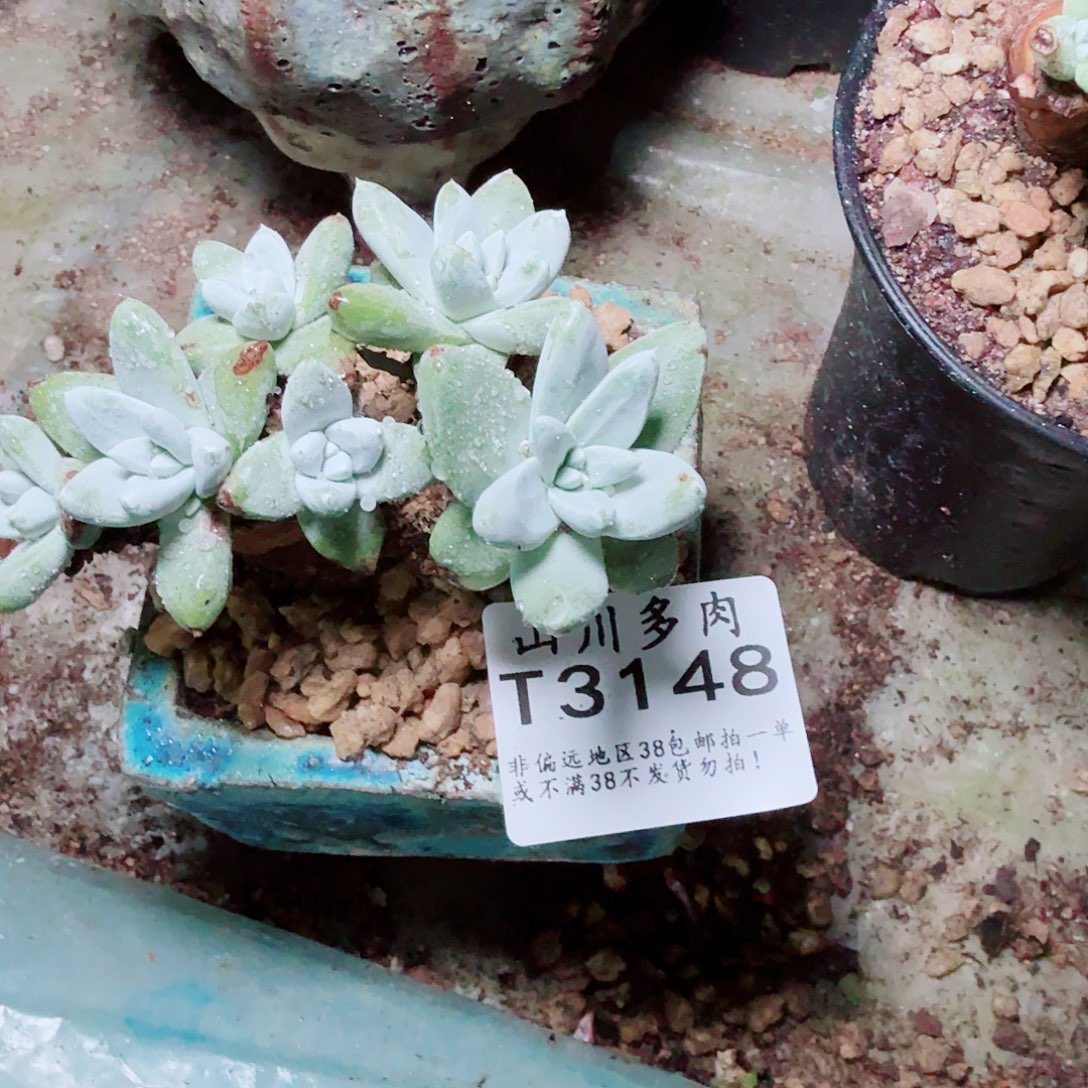 3148拇指苹果叶多肉
