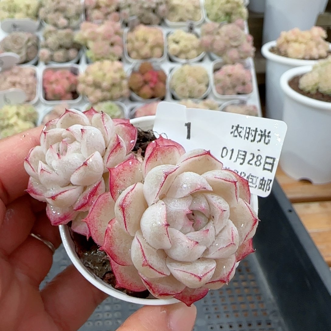 【闪购商品】0128-1女王福利