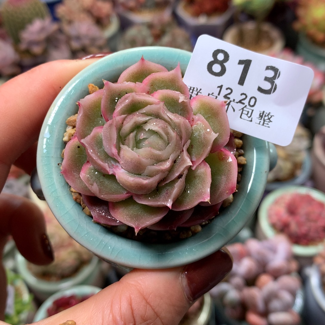 精控拇指盆12.20813