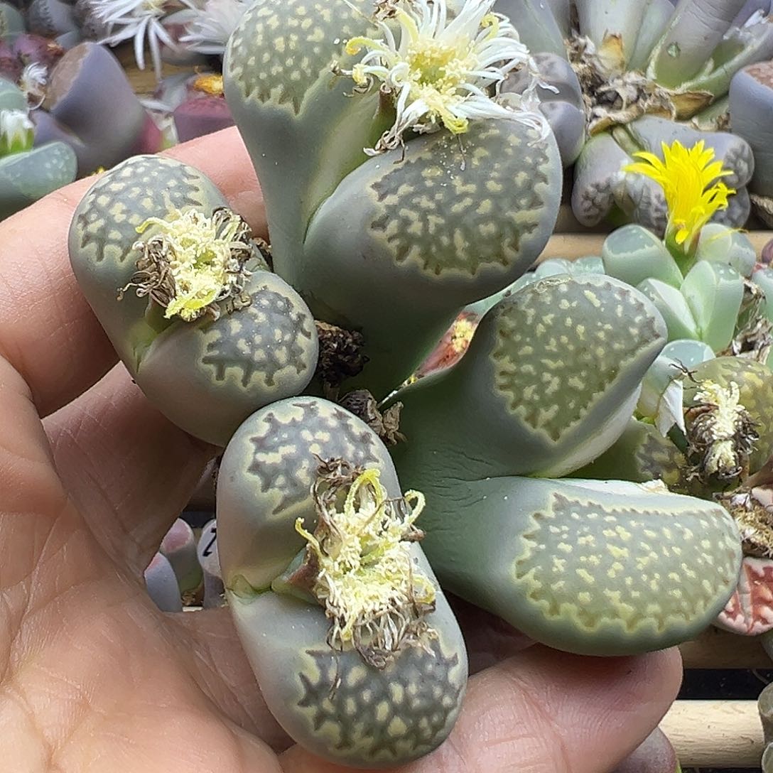 2587 生石花纯纯清货下播福利