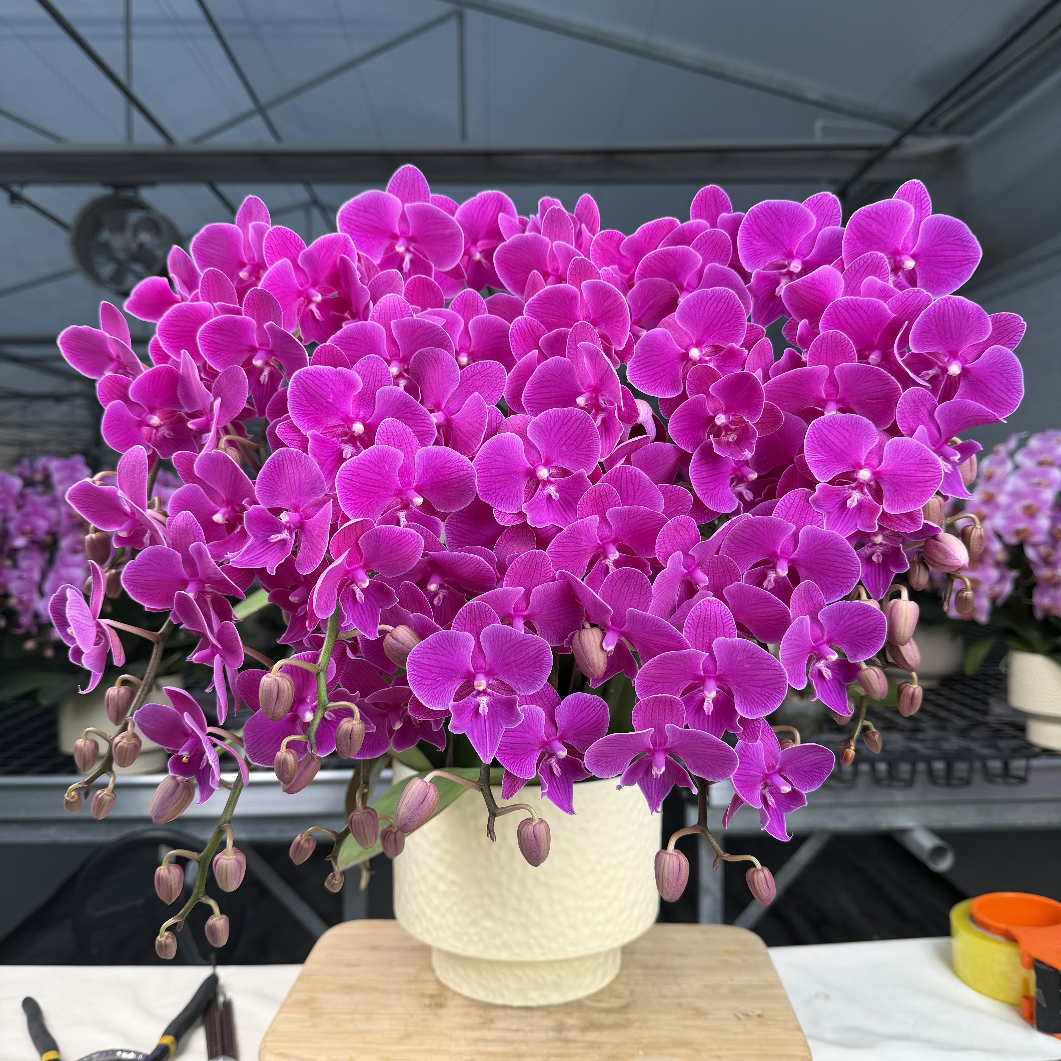 hy[红豆]蝴蝶兰 欧品花花 贵气客厅办公室 好看耐养  基地直发