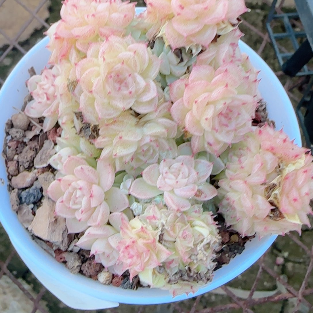 a***a花语多肉1227-313有消耗散