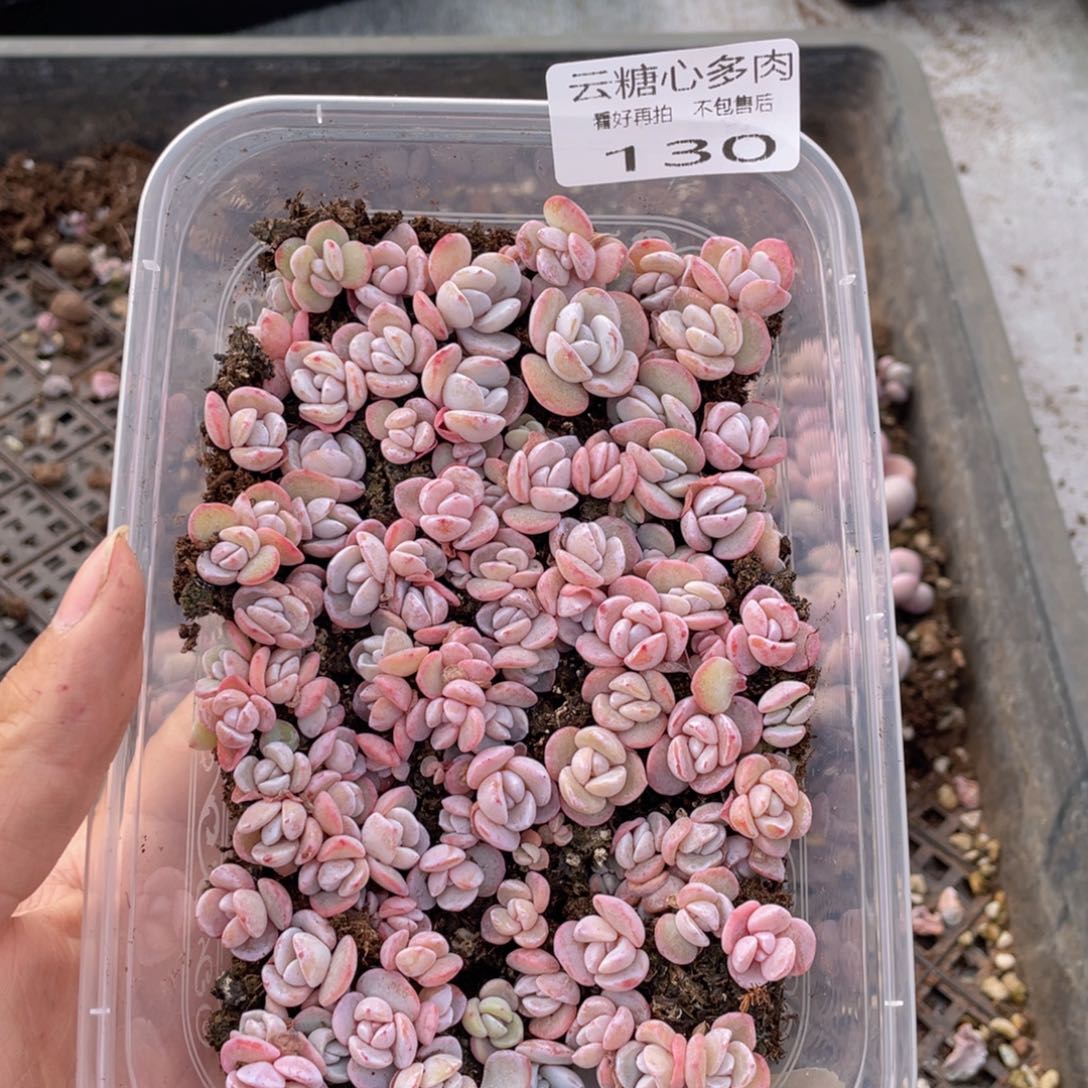 云糖心多肉植物130