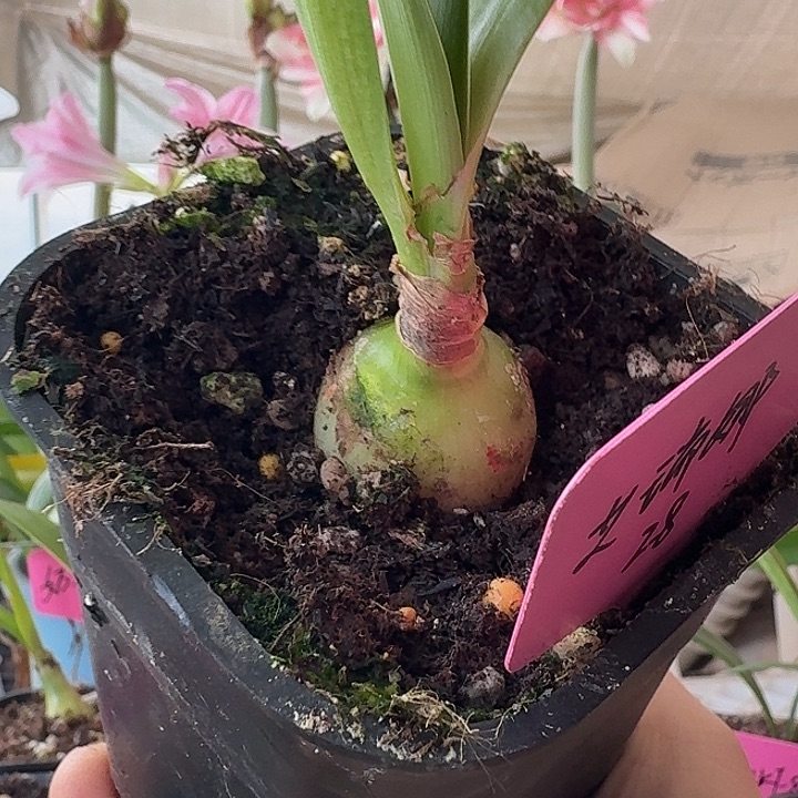 无花朵艾瑞娜朱顶红直径2.8