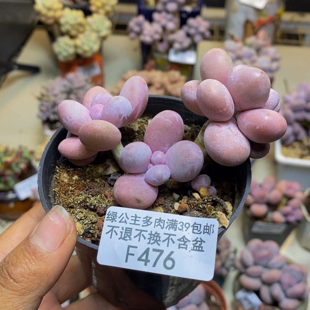 476芭比奶多肉7c m