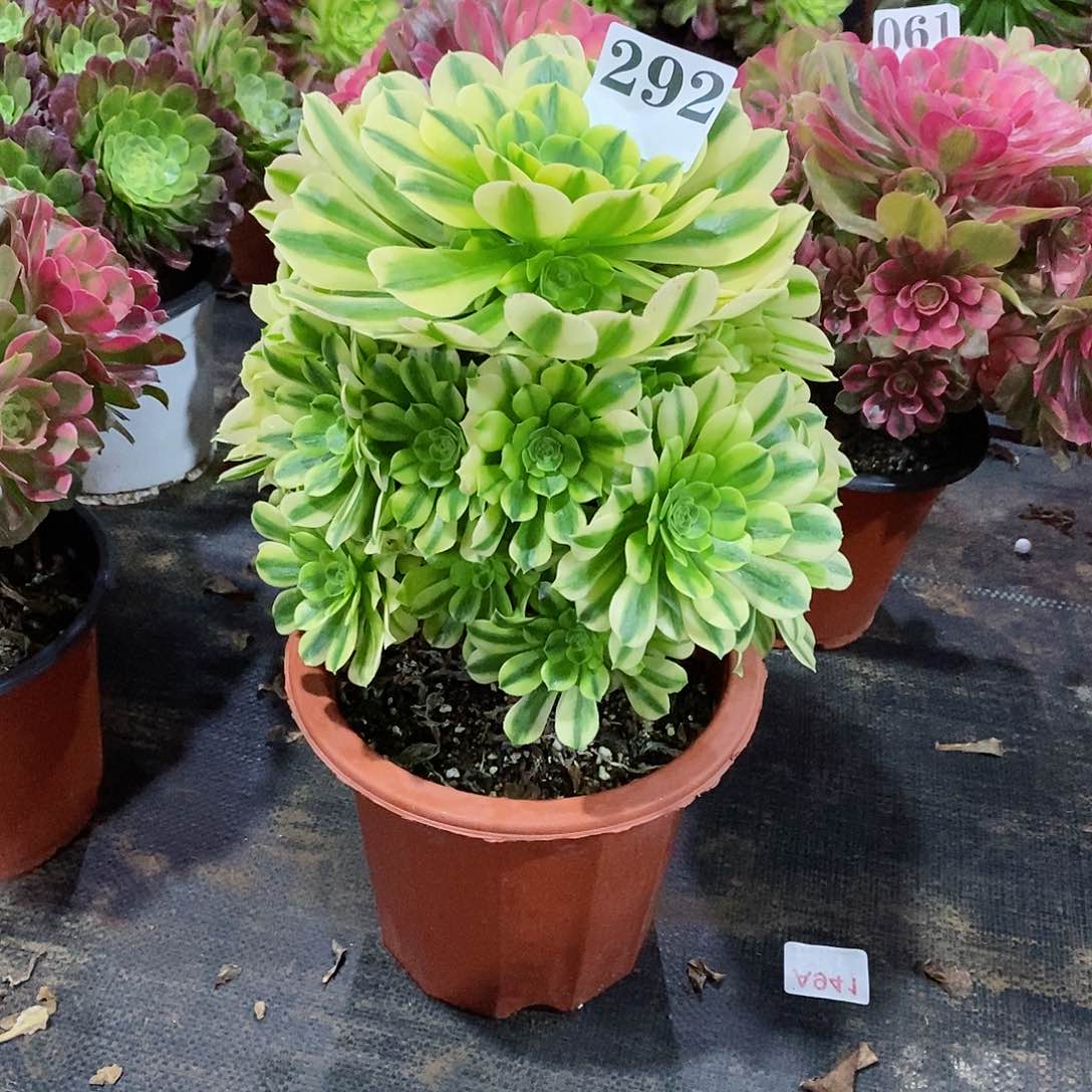 金丝翡翠 292多肉法师植物