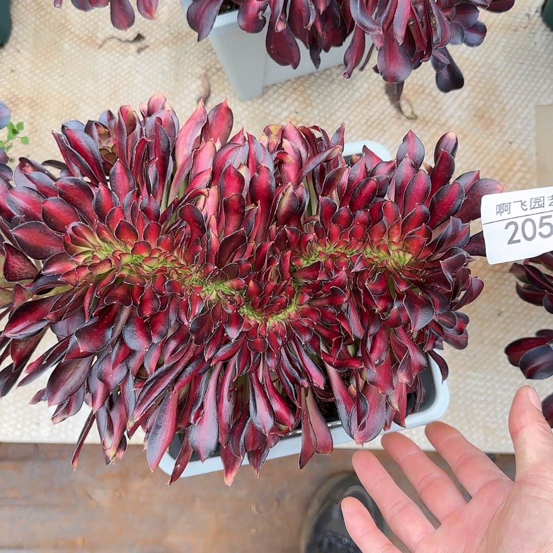 s*霞205多肉 晚霞缀法师