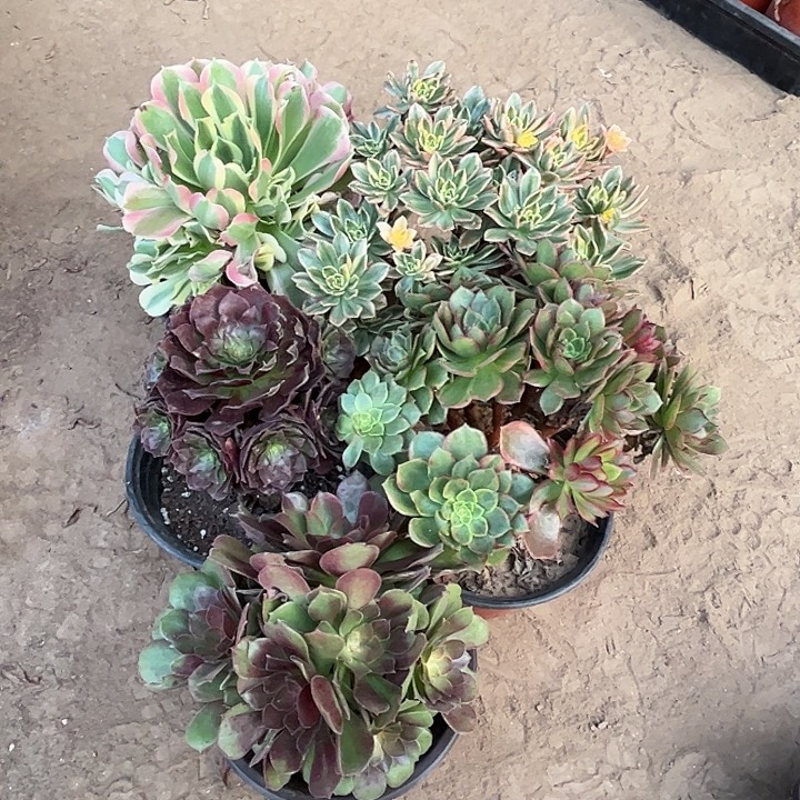 034多肉植物瑕疵特价，