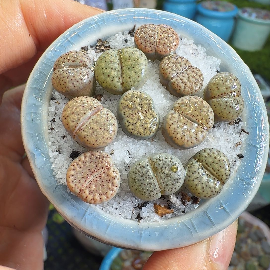 多肉植物福利冲715