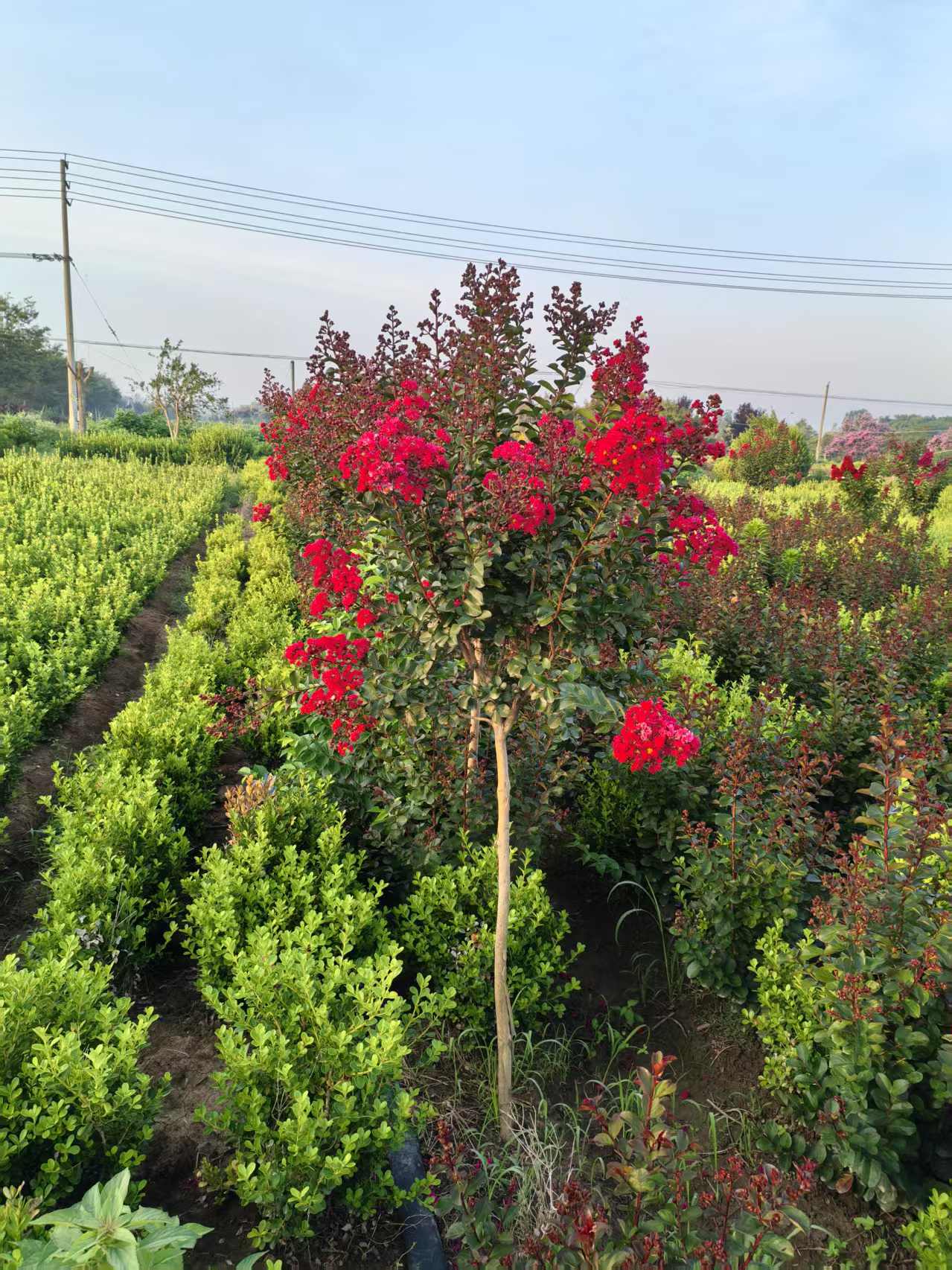 红火箭天鹅绒紫薇花树苗庭院花卉四季开花耐寒耐热可盆栽