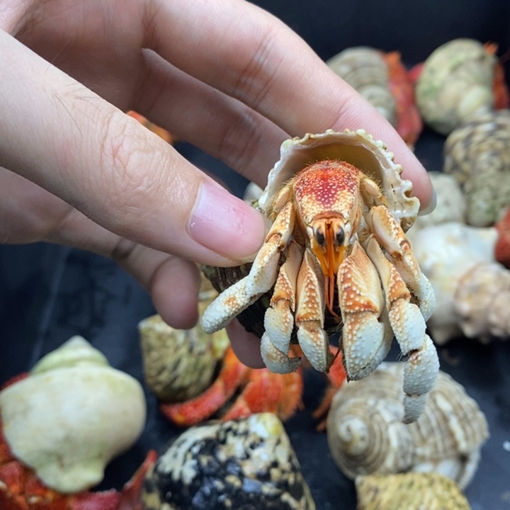 3口红头毛里求斯草莓